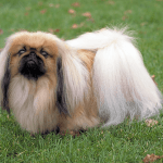 Pekinietis