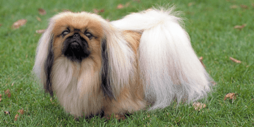 pekinietis suņu šķirnes kucēns